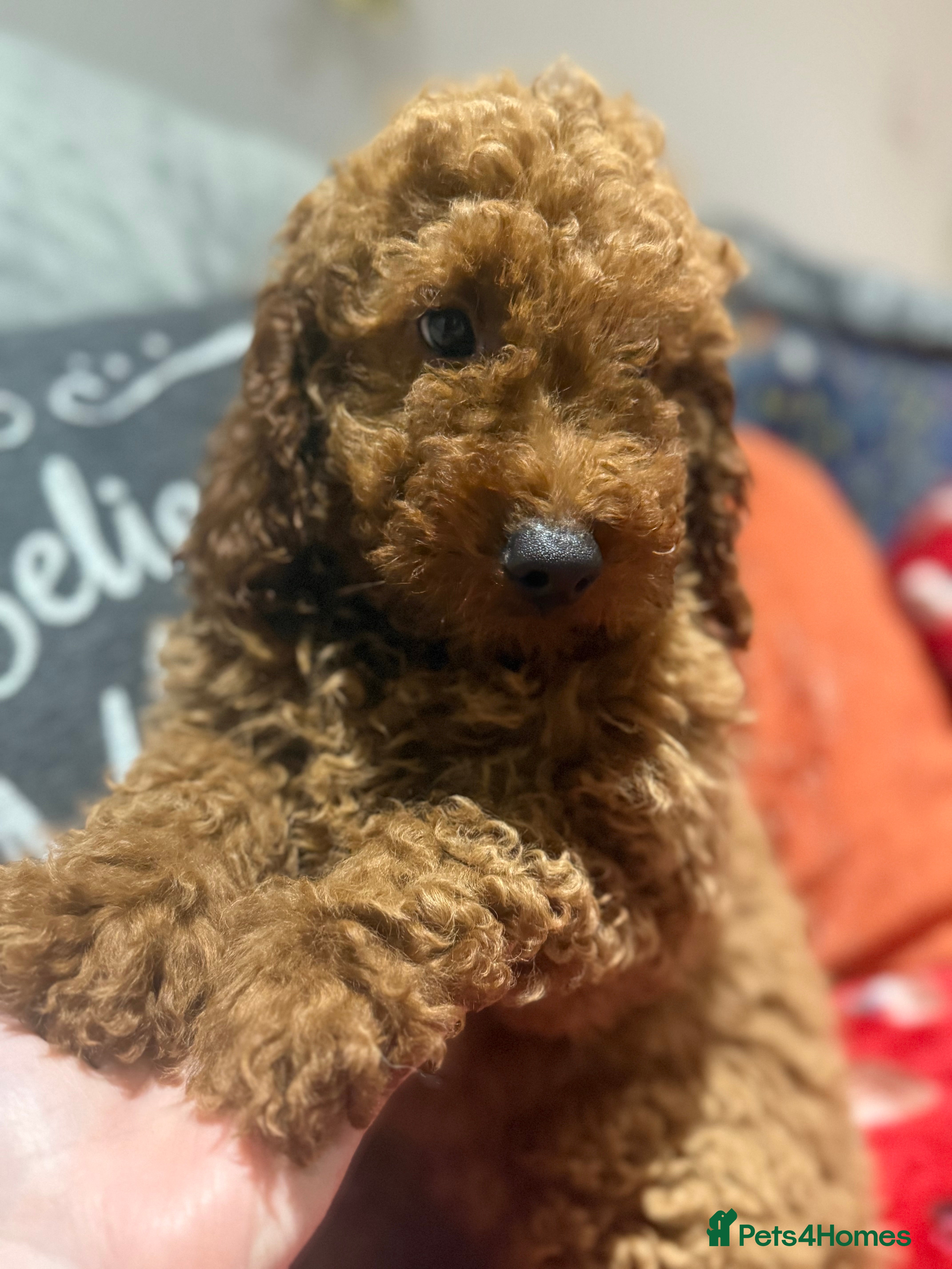 Mini Goldendoodle dogs Miniature golden doodles ready now - Advert 4