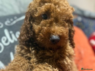 Mini Goldendoodle dogs Miniature golden doodles ready now - Advert 4