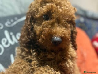 Mini Goldendoodle dogs Miniature golden doodles ready now - Advert 2
