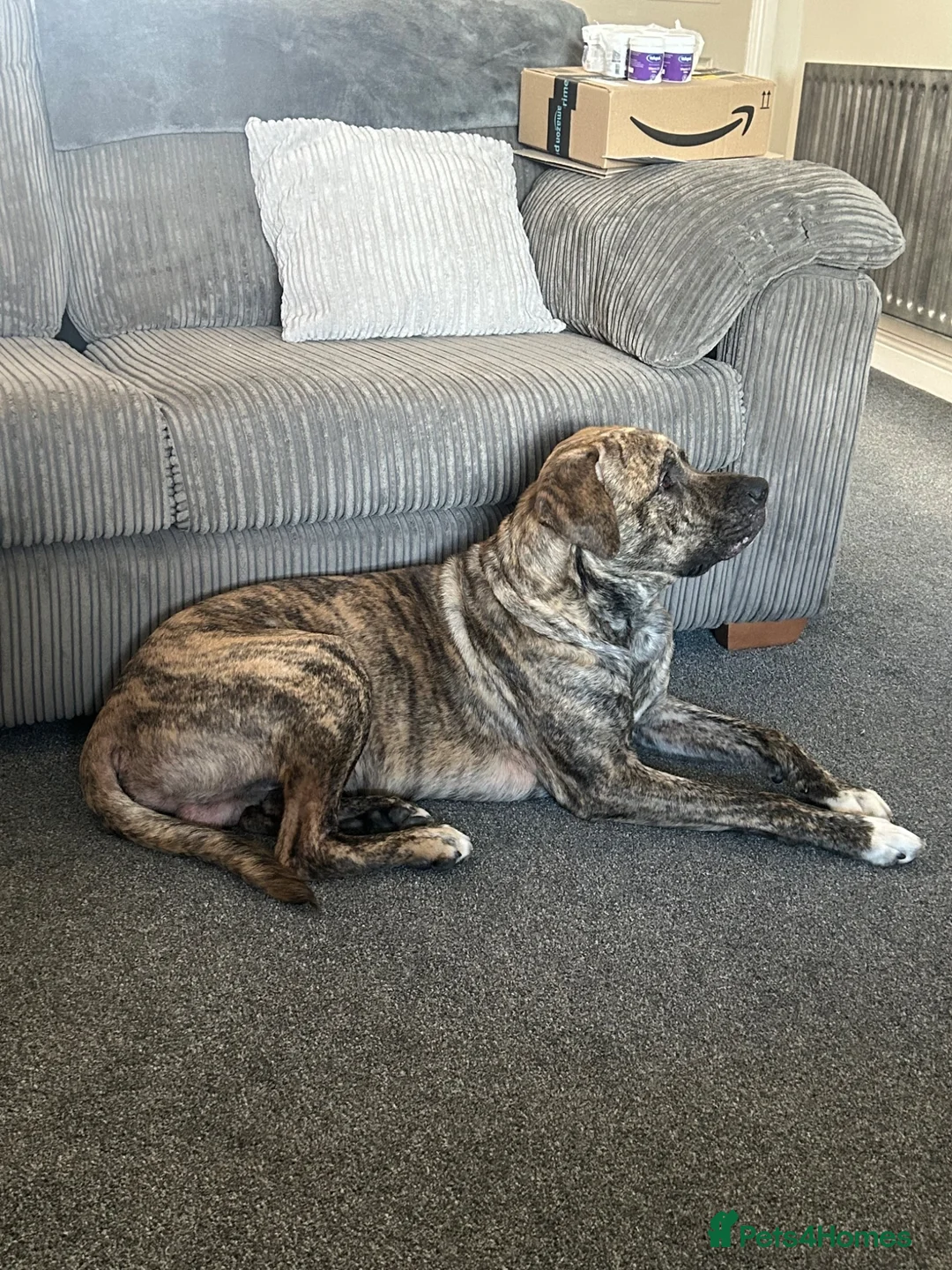 Mixed Breed dogs for sale: Bruno in Blackburn - Advert 2