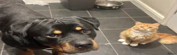 Rottweiler dogs for sale: Loving male Rottweiler Dougie  in Minehead - Advert 7