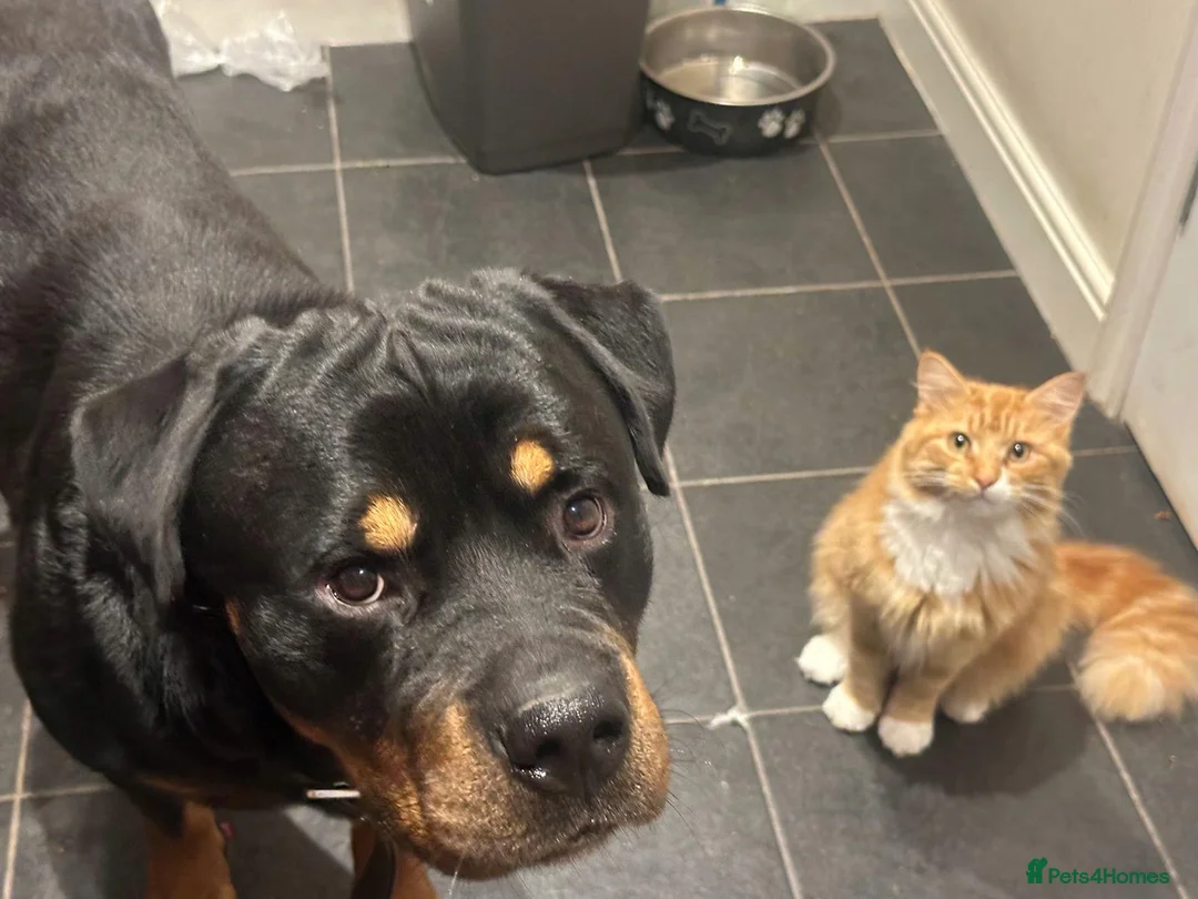 Rottweiler dogs for sale: Loving male Rottweiler Dougie  in Minehead - Advert 7