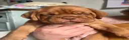 Dogue De Bordeaux dogs for sale: Exceptional KC Dogue de Bordeaux Puppies - Advert 28