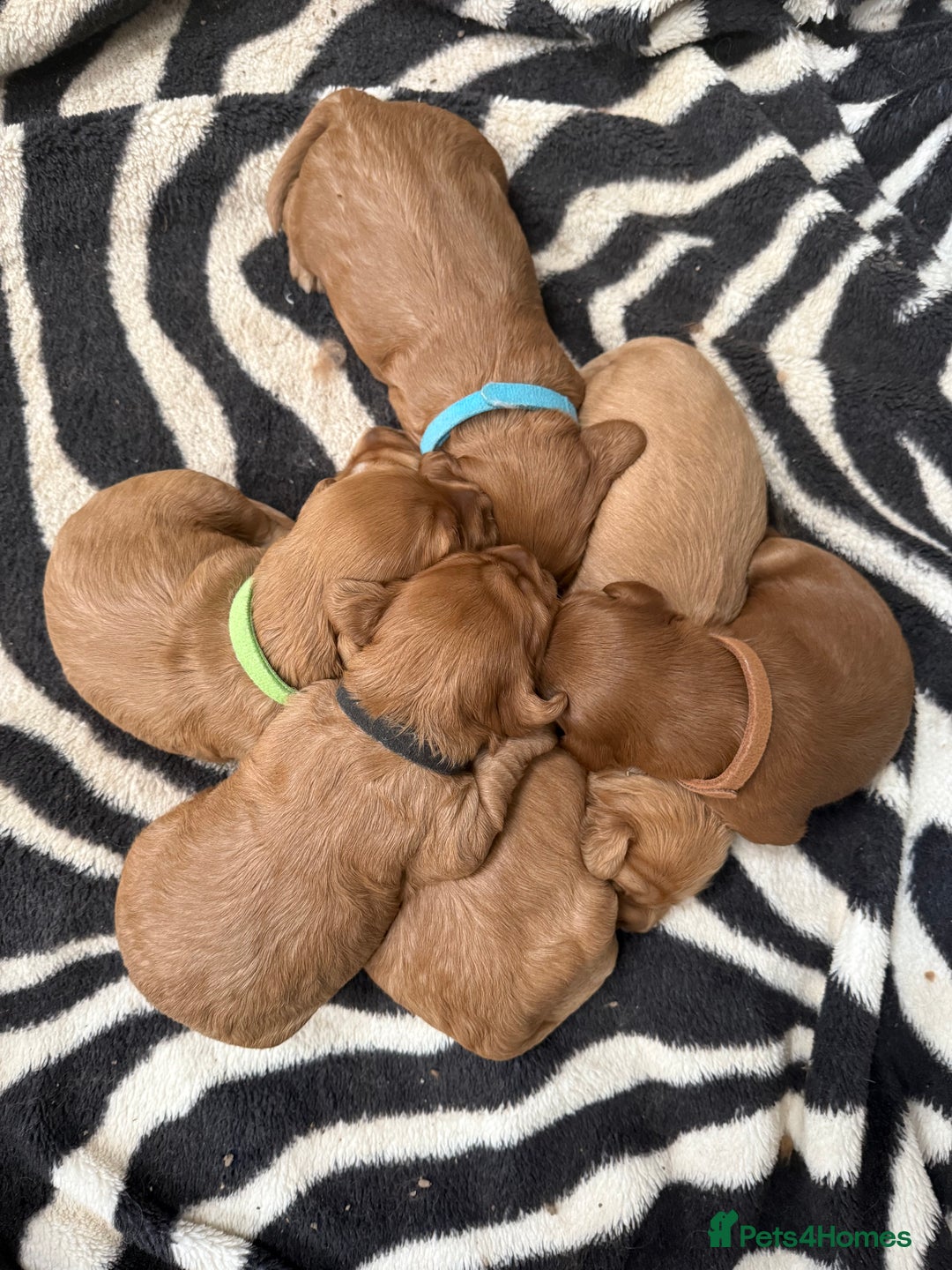 Cockapoo dogs for sale: Beautiful Cockapoo puppies - Advert 9