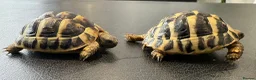 Hermann Tortoise reptiles for sale: 9 Month Old Hermanns Tortoises for Sale x 2 in Egham - Advert 6