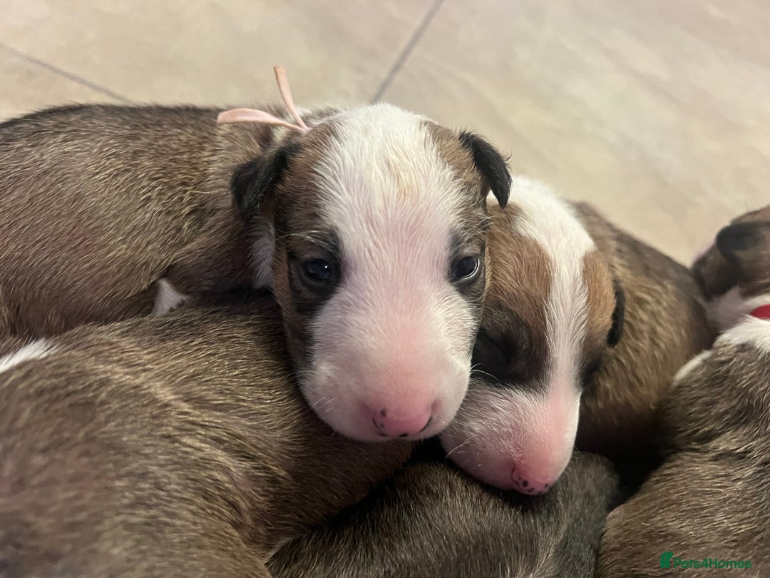 English Bull Terrier dogs for sale: English bull terriers  - Image 12