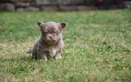 Chihuahua dogs for sale: ⭐️Gorgeous Long haired Lilac and Tan Chihuahuas ⭐️ - Image 10