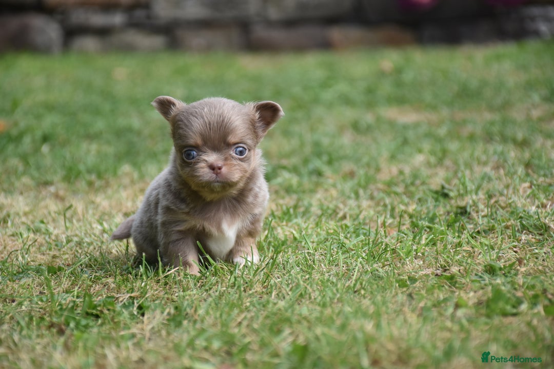 Chihuahua dogs for sale: ⭐️Gorgeous Long haired Lilac and Tan Chihuahuas ⭐️ - Image 10
