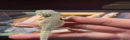 Bearded Dragon reptiles for sale: 5 stunning Baby beared dragons - Advert 4