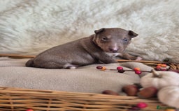 Miniature Bull terrier dogs for sale: 🐾 Exclusive Miniature Bull Terrier Puppies 🐾 - Image 22