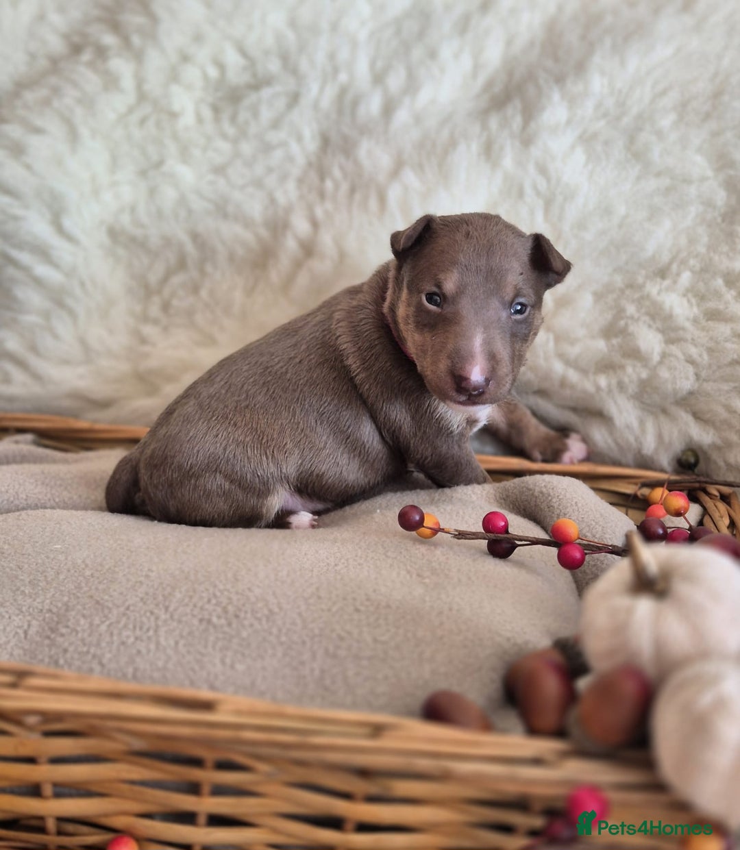 Miniature Bull terrier dogs for sale: 🐾 Exclusive Miniature Bull Terrier Puppies 🐾 - Image 22