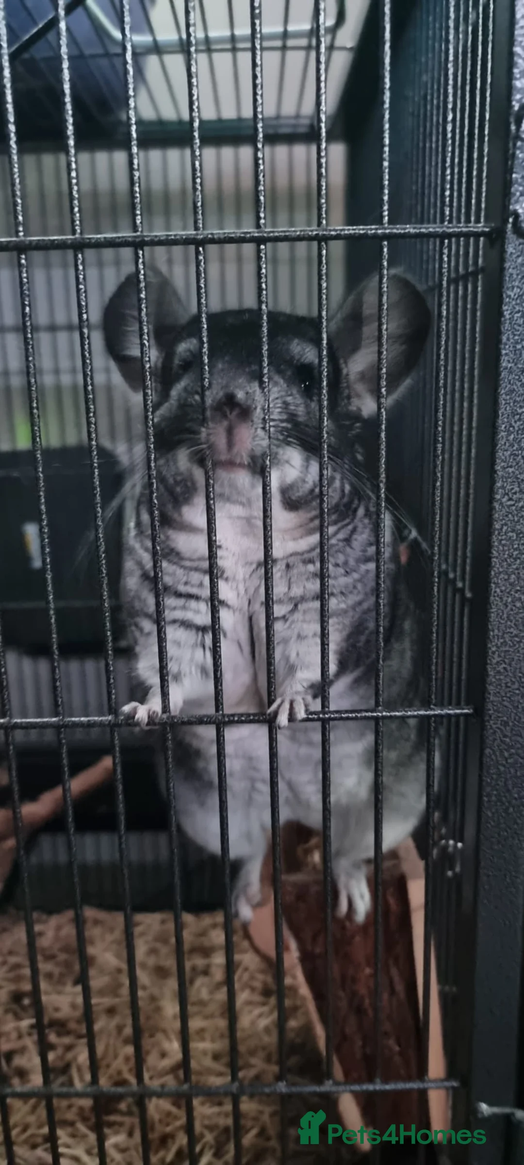 Chinchilla rodents for sale: Adult male Chinchilla + Set Up  in Cranbrook - Advert 3