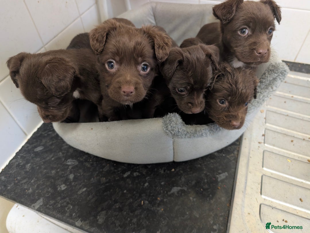 Mixed Breed dogs for sale: Small Jack X spaniel Puppies Ready For New Home  - Advert 5