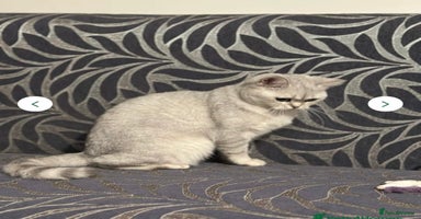 British Shorthair cats - Advert 8