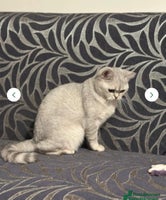 British Shorthair cats - Advert 8
