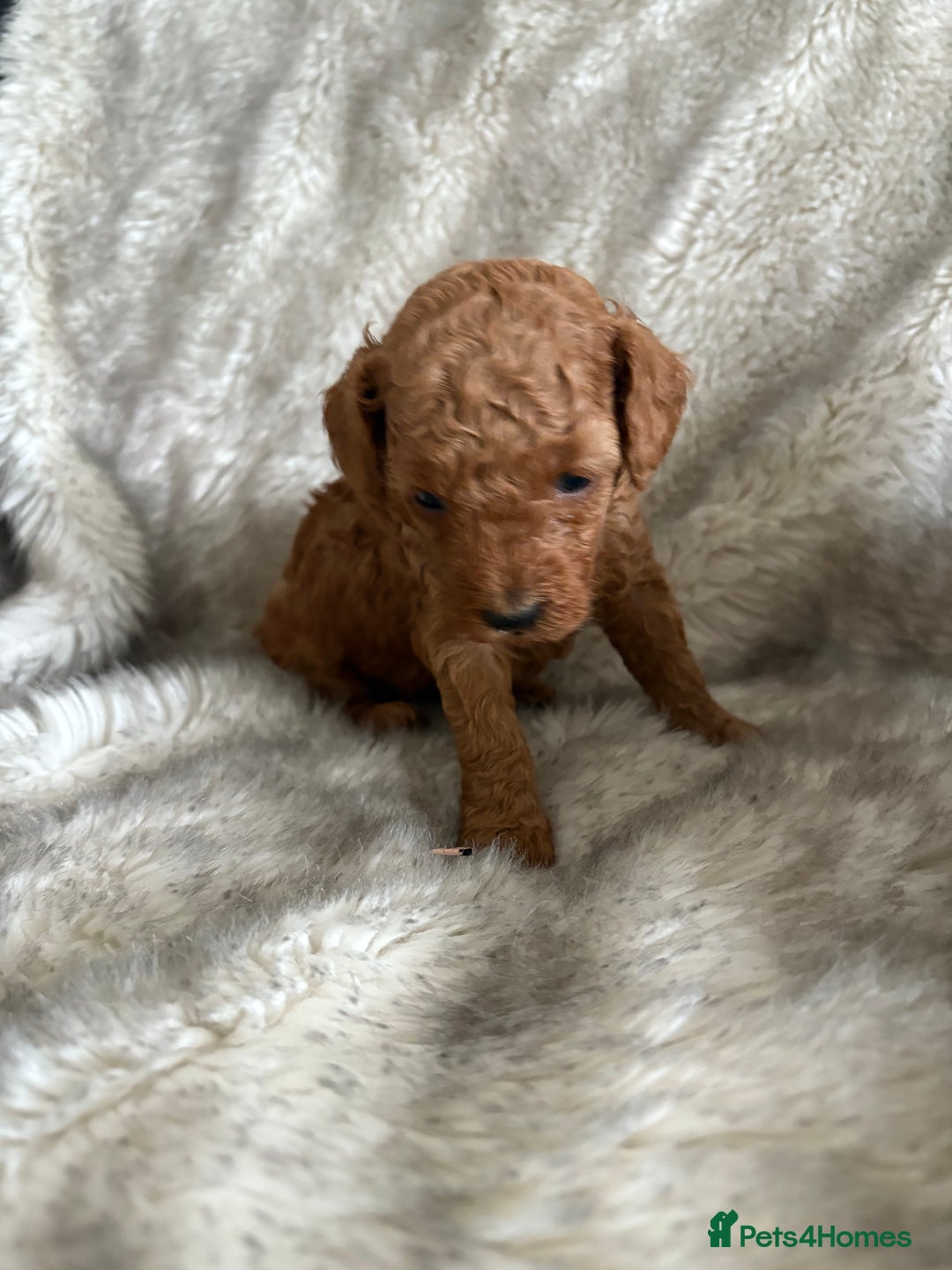 Toy Poodle dogs for sale: Kc deep red toy poodles  - Image 2