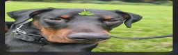 Dobermann dogs for sale: Gorgeous Male Doberman, Kamui - Advert 2