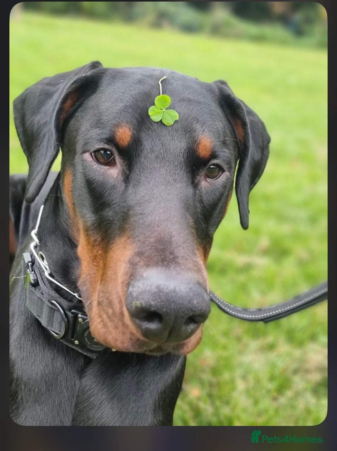 Dobermann dogs for sale: Gorgeous Male Doberman, Kamui - Advert 2