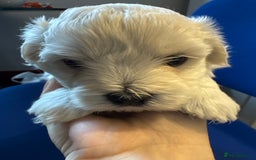 Maltese dogs for sale: Maltese puppies  - Image 15
