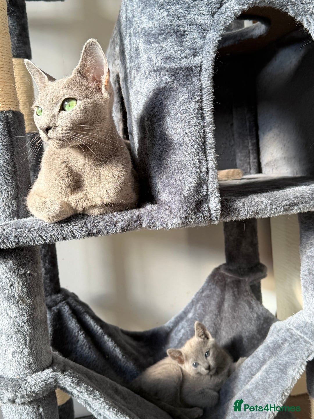 Russian Blue cats for sale: Russian Blue Female ACTIVE, TICA Registered. - Advert 3