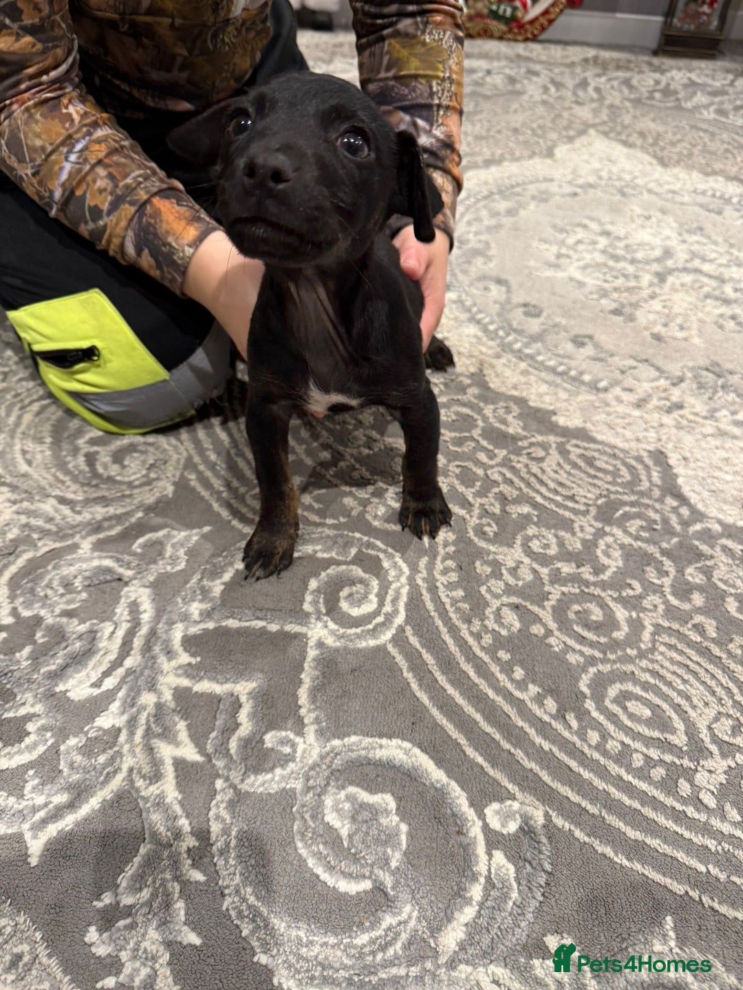 Jack Russell dogs for sale: 1 beautiful puppy left  - Advert 3