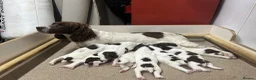 English Springer Spaniel dogs for sale: Working ESS in ELY - Advert 10