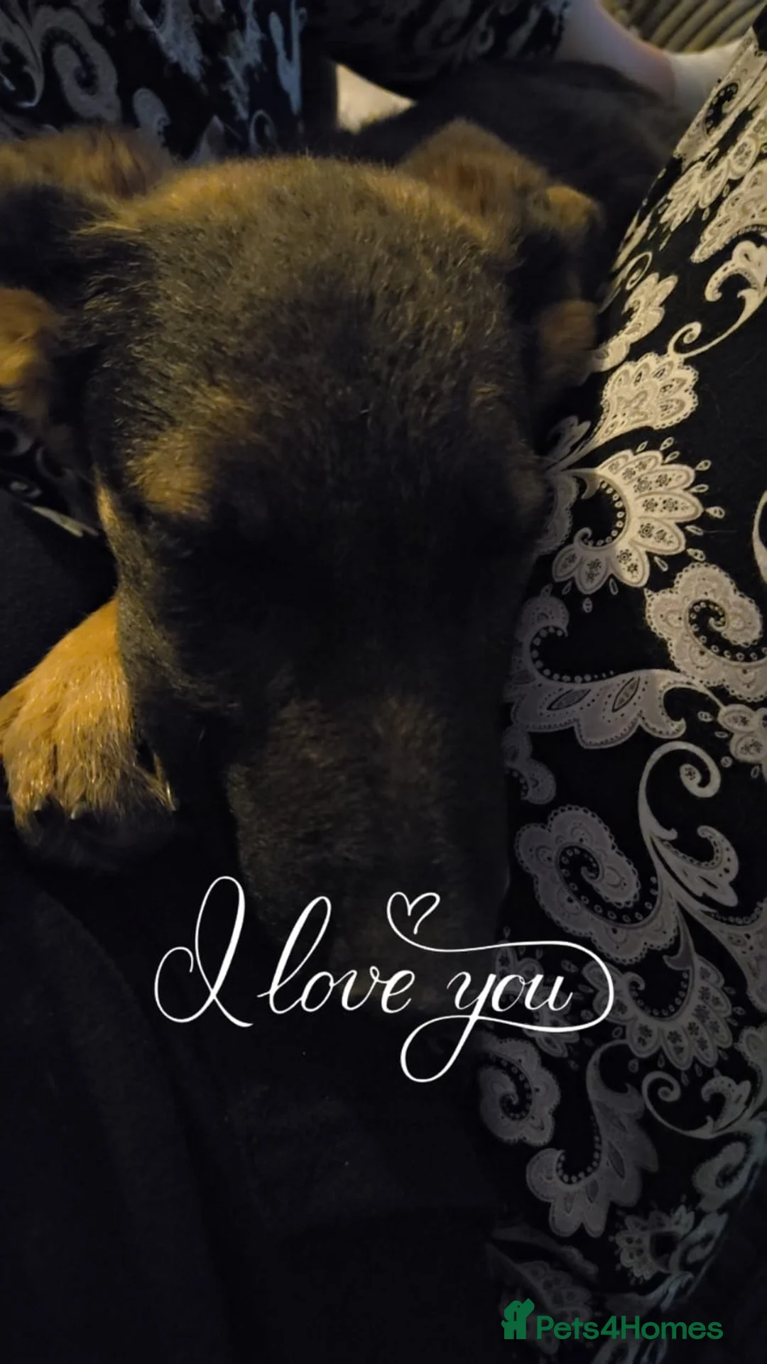 Mixed Breed dogs for sale: 8 month old Shepadoodle - Advert 3