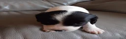 English Springer Spaniel dogs for sale: 7 x English Springer Spaniel puppies for sale - Advert 9
