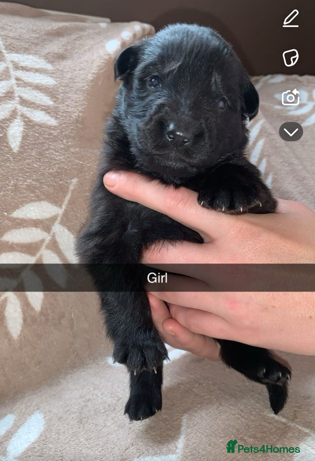 German Shepherd dogs for sale: BEAUTIFUL GERMAN SHEPS   - Image 3