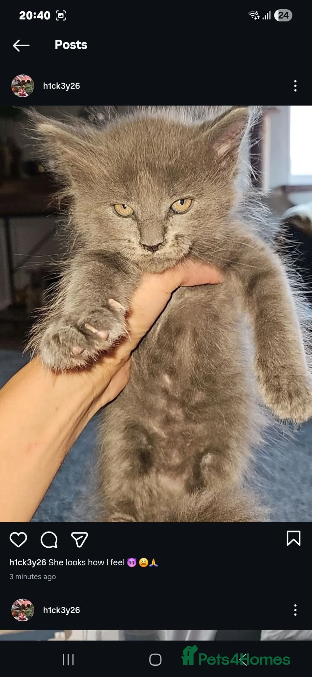 Maine Coon cats for sale: Maincoon kittens - Advert 1