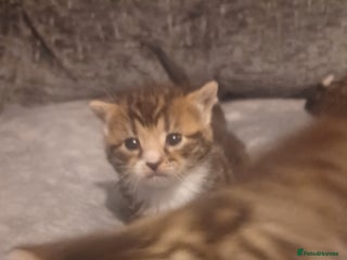 Bengal cats Gorgeous litter of half bengal babies - Advert 2