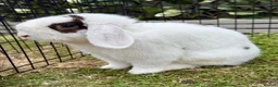 Mini Lop rabbits for sale: Two Mini Lops - Male & Female SEPARATELY  - Advert 4