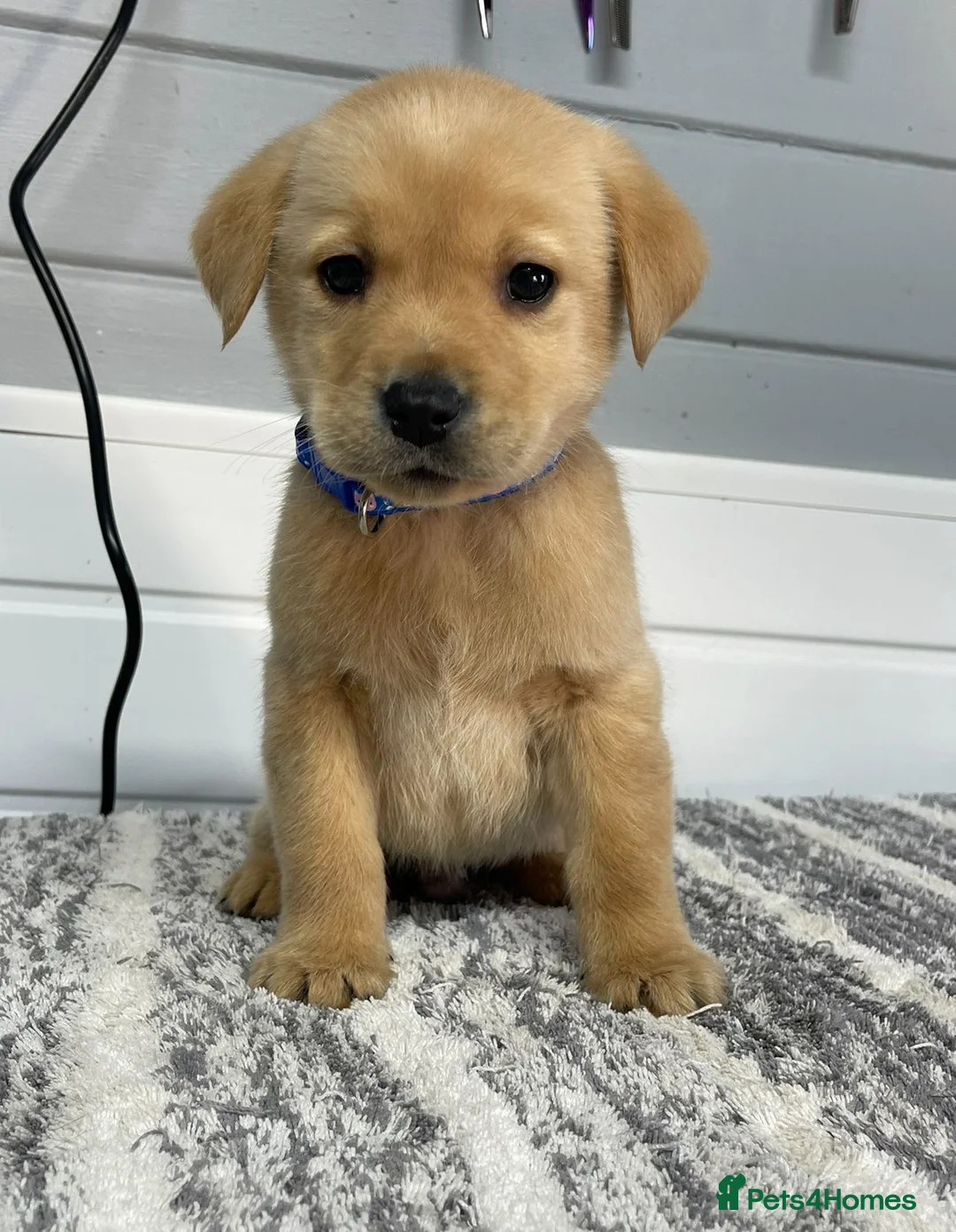 Labrador Retriever dogs for sale: Beautiful Labrador puppy’s  - Advert 6