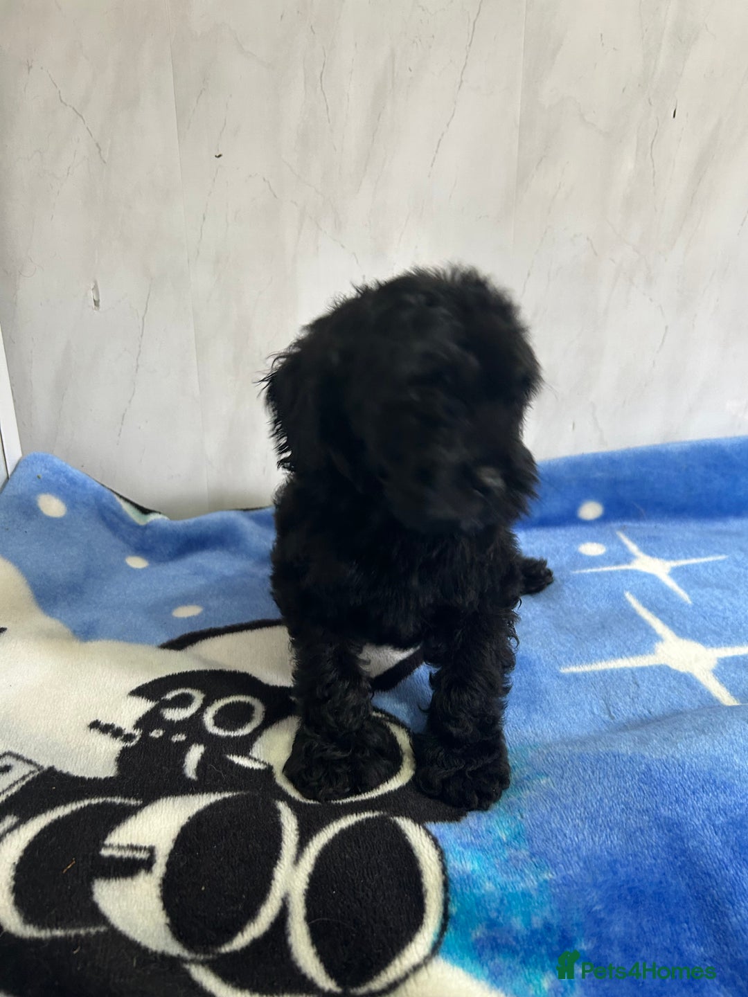 Cockapoo dogs for sale: Beautiful cockapoos - Advert 10