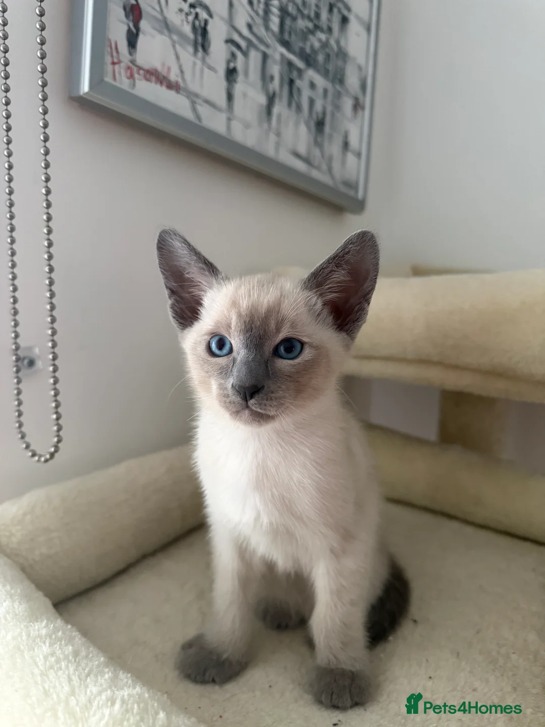 Siamese cats for sale: 3 adorable Siamese kittens 😻 - Advert 5