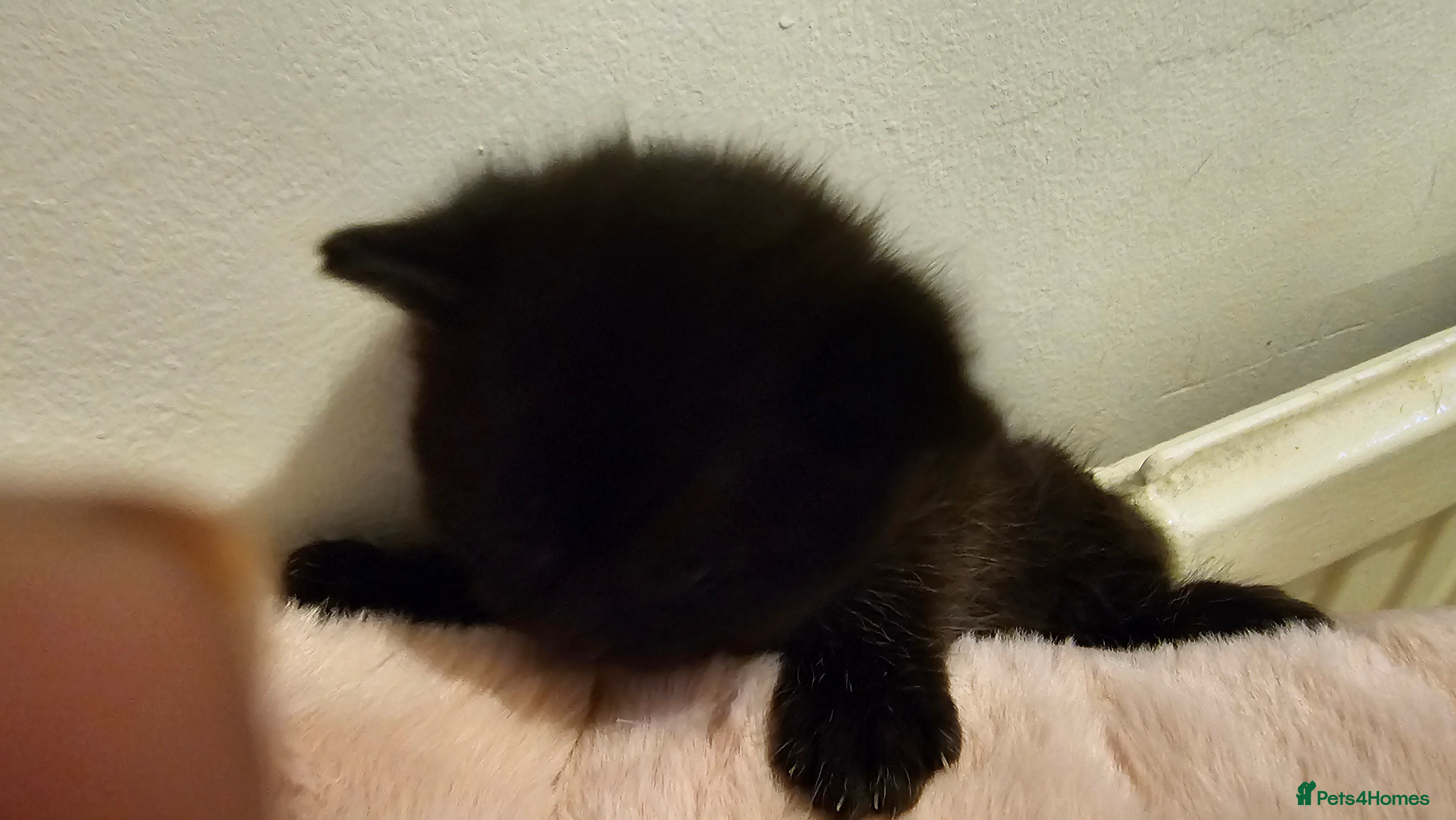 Bombay cats Selling 3 friendly kitten 😸 ♥️  - Advert 7