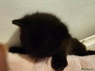 Bombay cats Selling 3 friendly kitten 😸 ♥️ - Advert 5