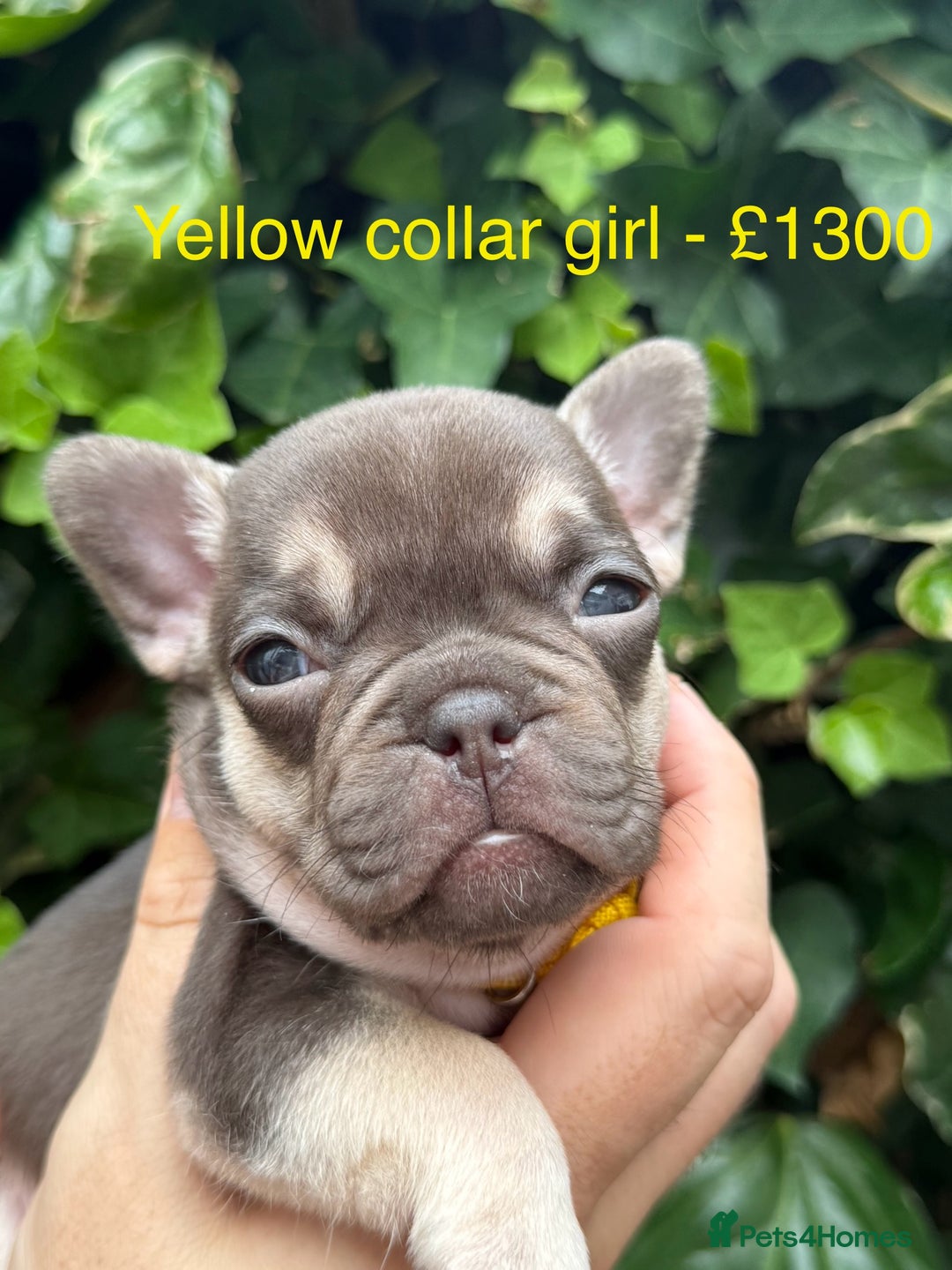 French Bulldog dogs for sale: French bulldog puppies for sale - Image 10