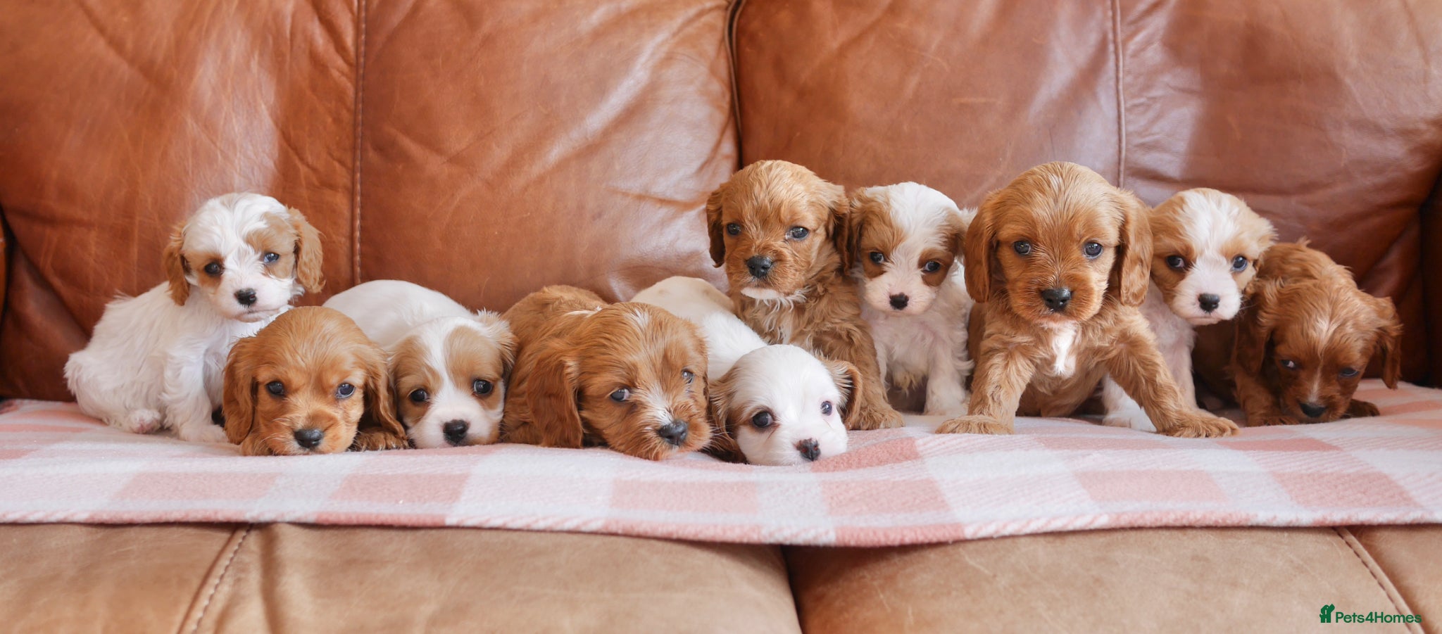 Cavapoo dogs Stunning Health Tested F1b Cavapoo Puppies - Advert 13