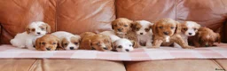 Cavapoo dogs for sale: Stunning Health Tested F1b Cavapoo Puppies - Advert 1