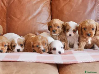 Cavapoo dogs Stunning Health Tested F1b Cavapoo Puppies - Advert 1