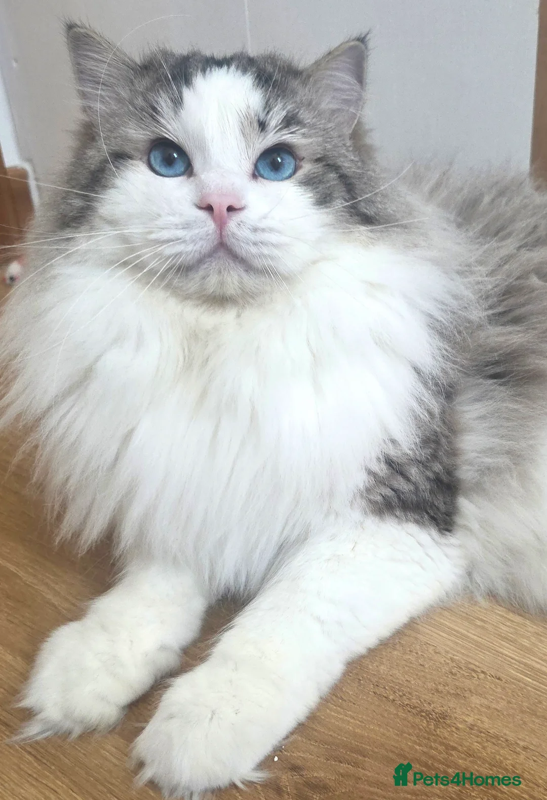 Ragdoll cats for stud: GCCF/TICA ACTIVE REGISTERED Championbloodline stud - Advert 2