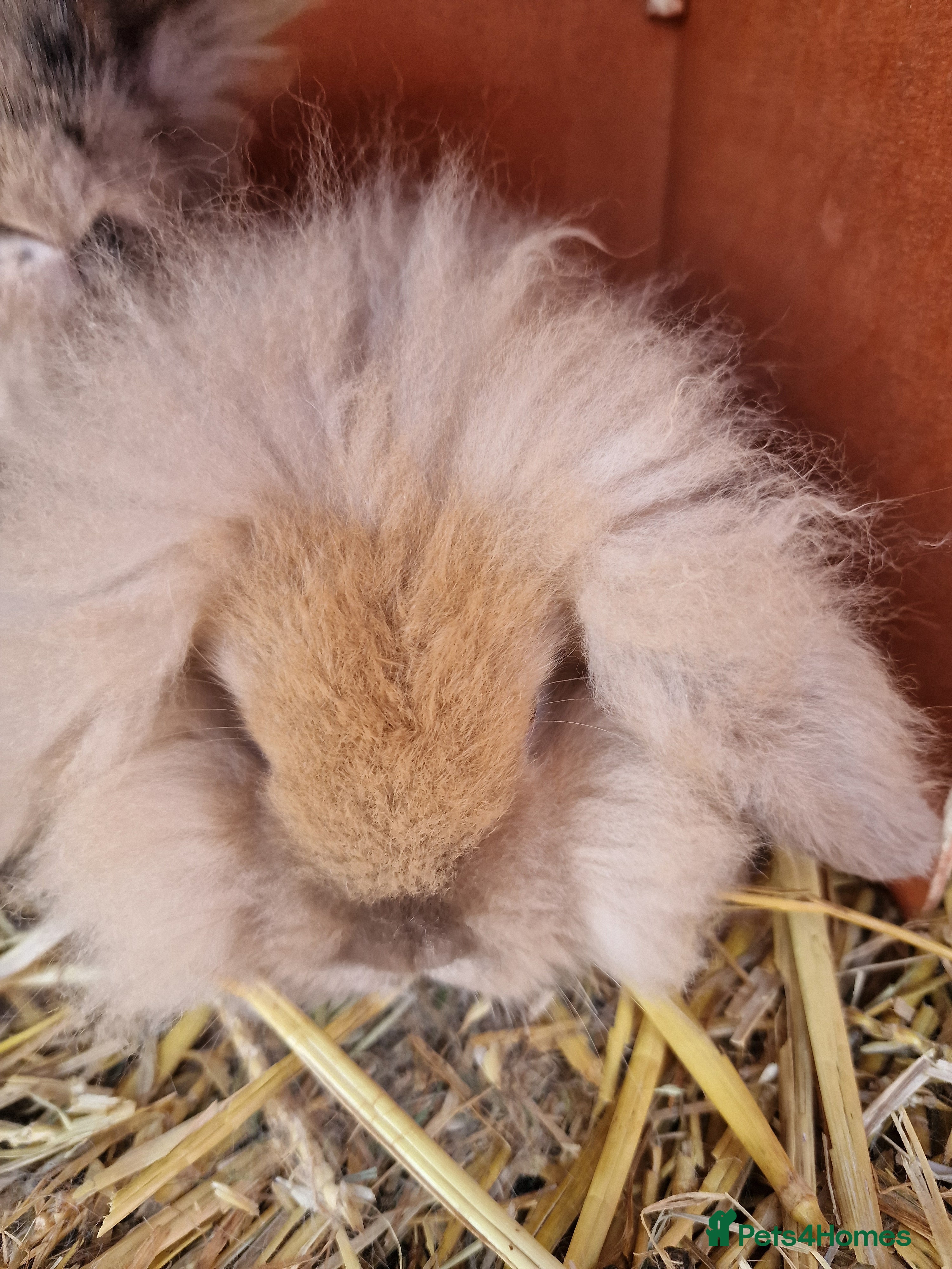 Mini Lion Lop rabbits Baby lop lionheads  - Advert 1