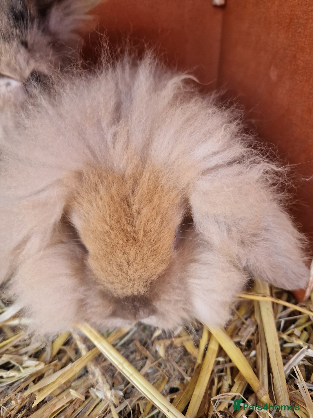 Mini Lion Lop rabbits for sale: Baby lop lionheads  - Advert 1