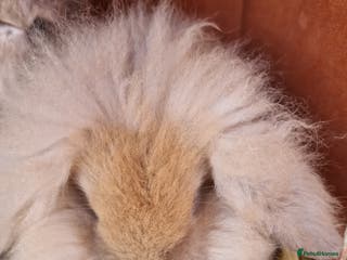 Mini Lion Lop rabbits Baby lop lionheads - Advert 2