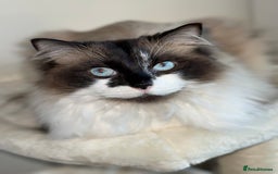 Ragdoll cats for sale: Gorgeous Female Ragdoll  - Advert 3