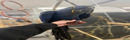 Macaws birds for sale: Beautiful Baby Handreared Hyacinth Macaw  - Advert 2