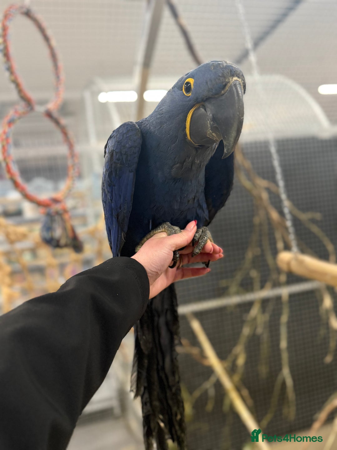 Macaws birds for sale: Beautiful Baby Handreared Hyacinth Macaw  - Advert 2