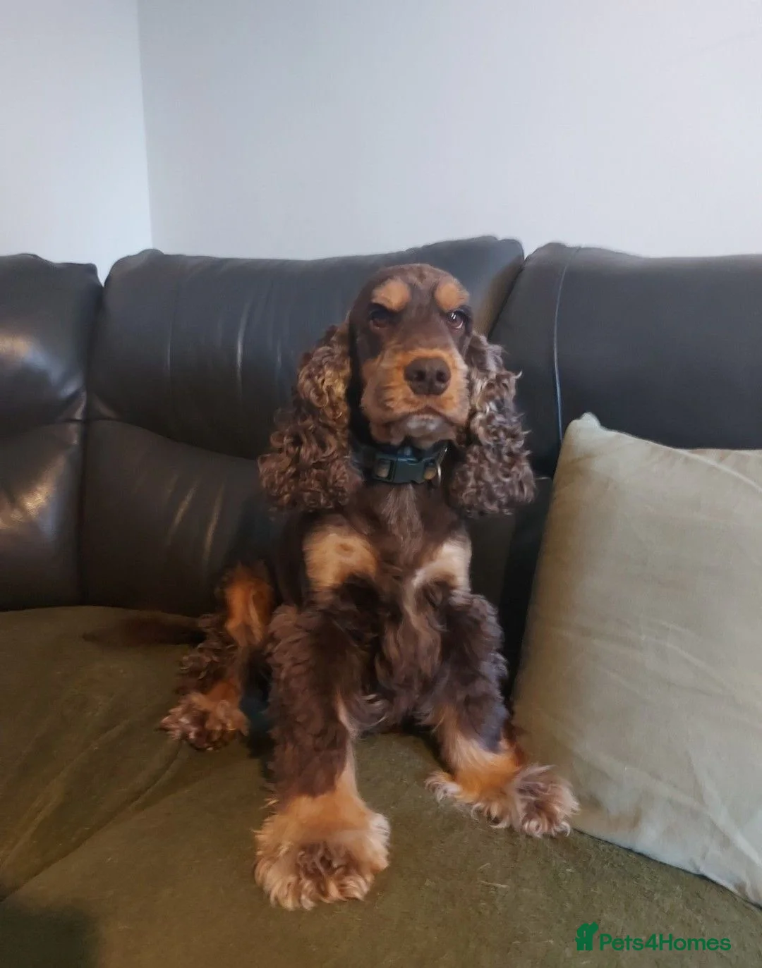 Cocker Spaniel dogs for sale: Adorable kc reg show cocker spanial  - Advert 11