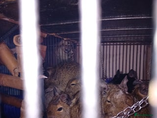 Degus rodents - Advert 5